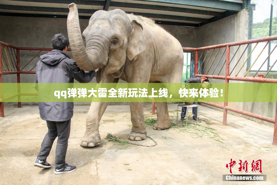 qq弹弹大雷全新玩法上线，快来体验！