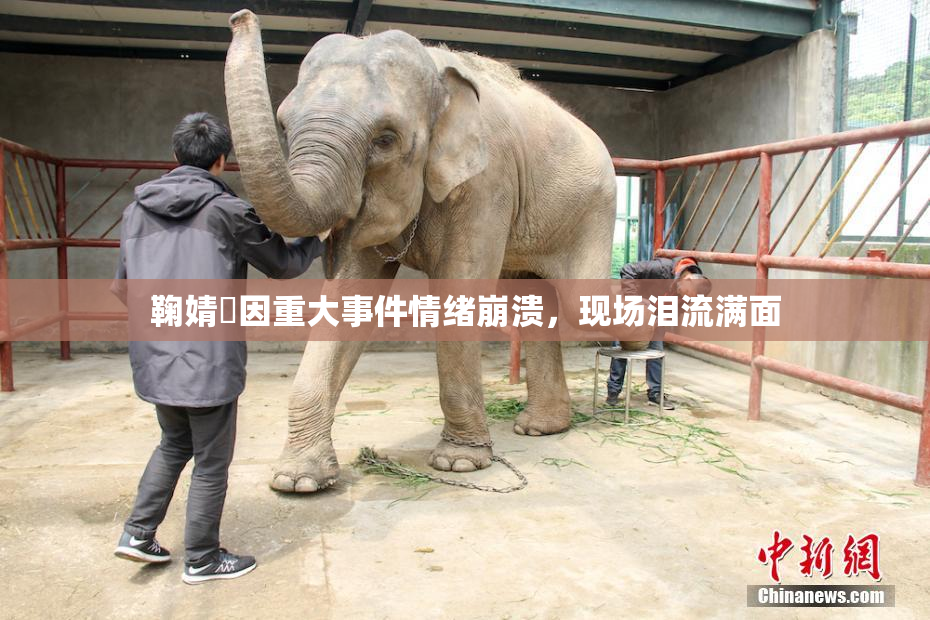 鞠婧祎因重大事件情绪崩溃，现场泪流满面