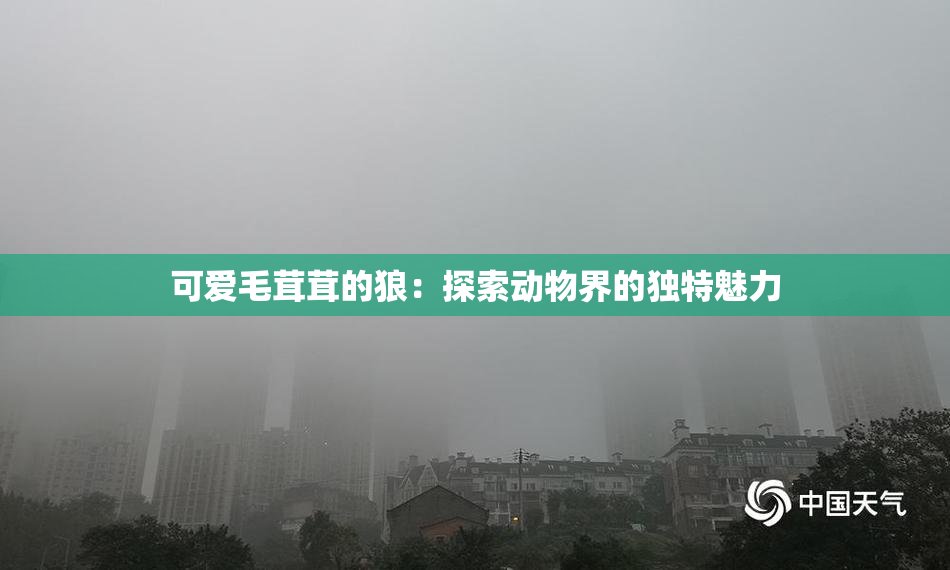 可爱毛茸茸的狼：探索动物界的独特魅力