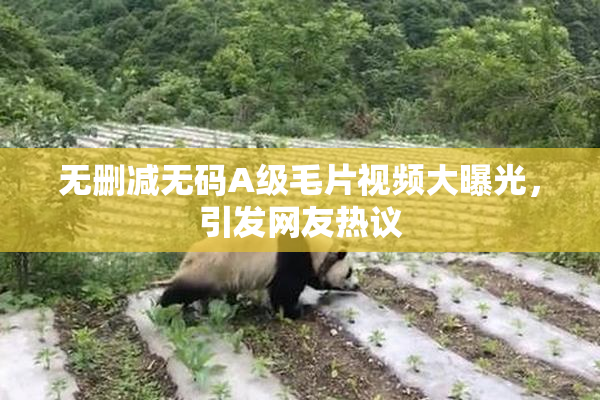 无删减无码A级毛片视频大曝光，引发网友热议