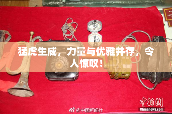猛虎生威，力量与优雅并存，令人惊叹！