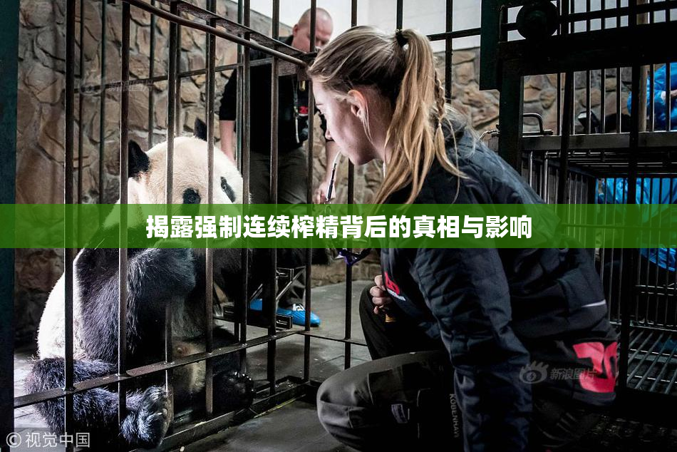 揭露强制连续榨精背后的真相与影响