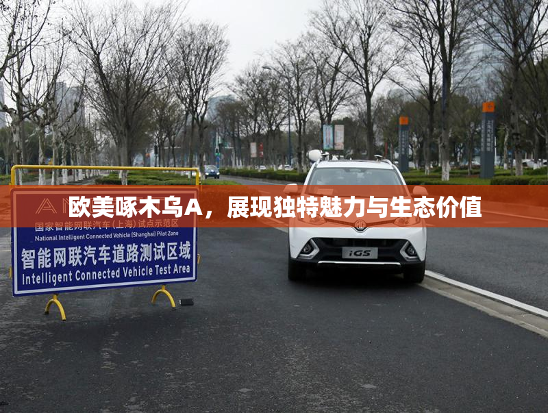 欧美啄木乌A，展现独特魅力与生态价值