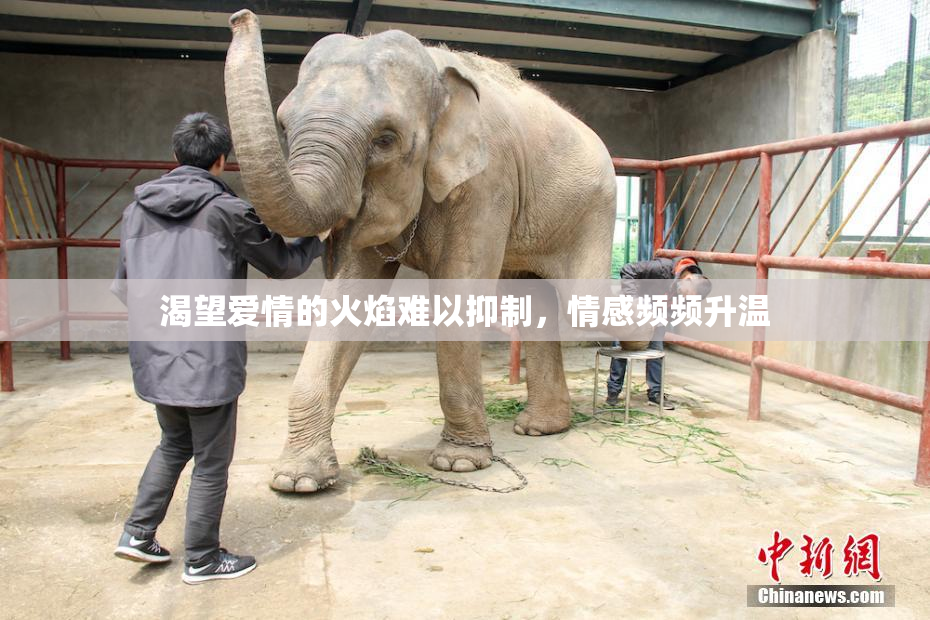 渴望爱情的火焰难以抑制，情感频频升温