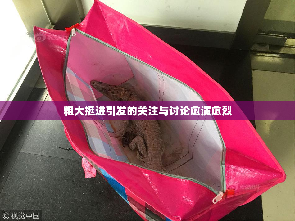 粗大挺进引发的关注与讨论愈演愈烈