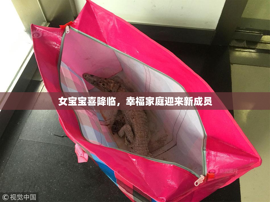 女宝宝喜降临，幸福家庭迎来新成员