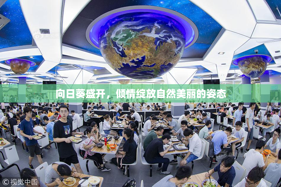 向日葵盛开，倾情绽放自然美丽的姿态