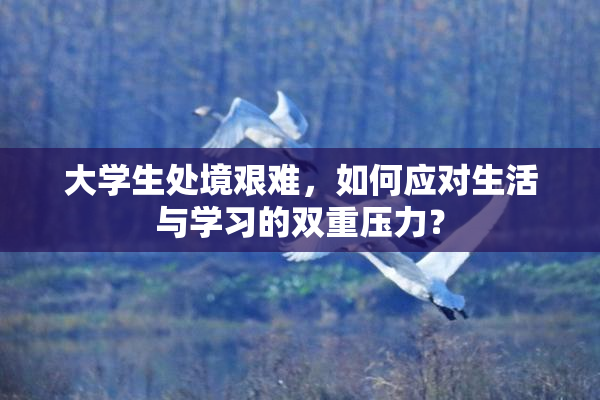 大学生处境艰难，如何应对生活与学习的双重压力？