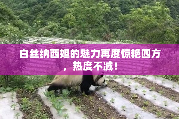 白丝纳西妲的魅力再度惊艳四方，热度不减！