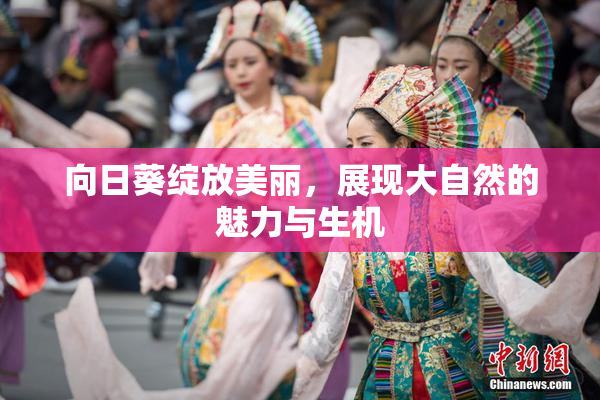 向日葵绽放美丽，展现大自然的魅力与生机