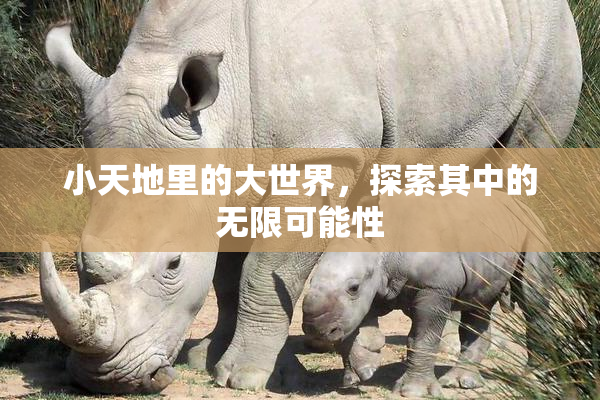 小天地里的大世界，探索其中的无限可能性