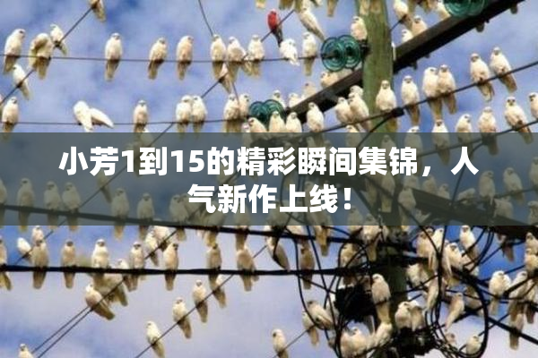 小芳1到15的精彩瞬间集锦，人气新作上线！