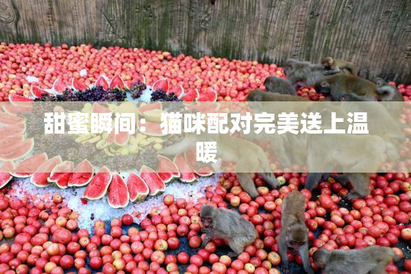 甜蜜瞬间：猫咪配对完美送上温暖
