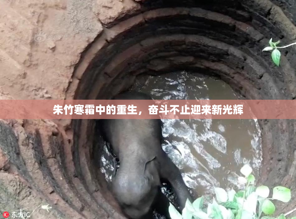 朱竹寒霜中的重生，奋斗不止迎来新光辉