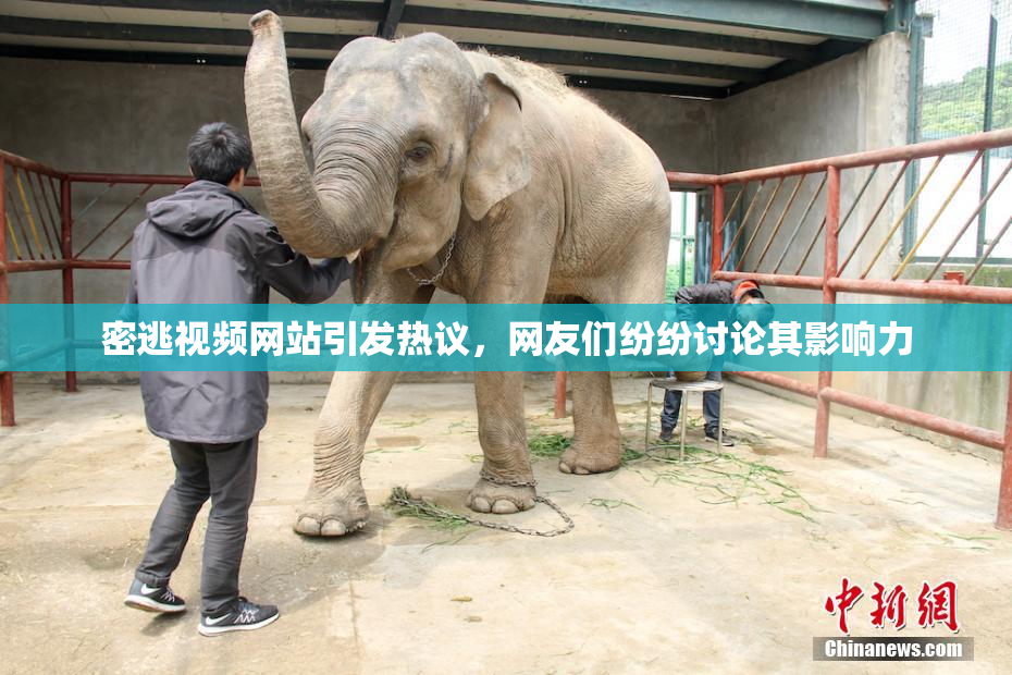 密逃视频网站引发热议，网友们纷纷讨论其影响力