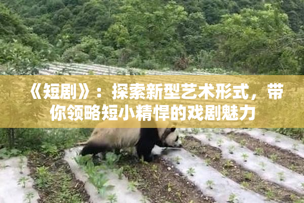 《短剧》：探索新型艺术形式，带你领略短小精悍的戏剧魅力