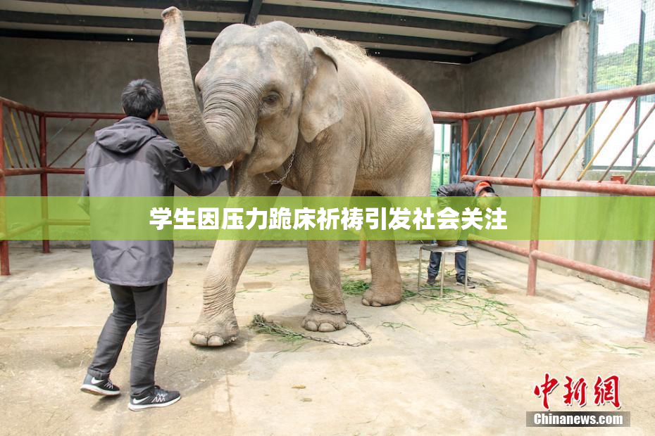 学生因压力跪床祈祷引发社会关注