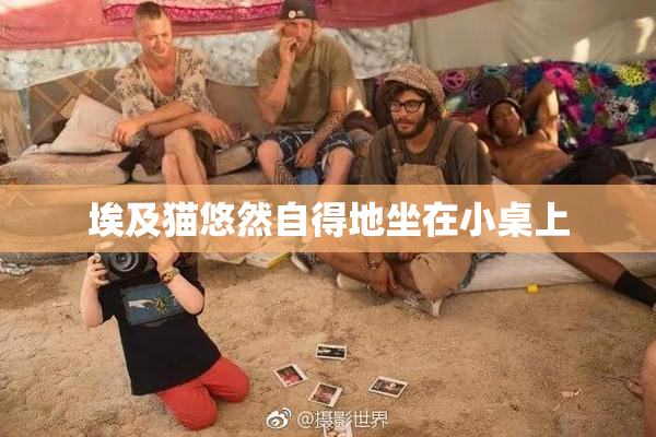 埃及猫悠然自得地坐在小桌上