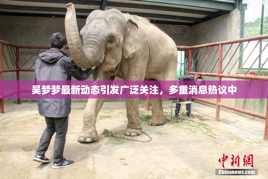 吴梦梦最新动态引发广泛关注，多重消息热议中