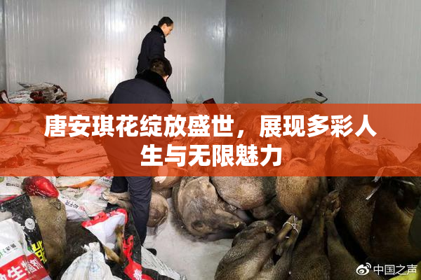 唐安琪花绽放盛世，展现多彩人生与无限魅力