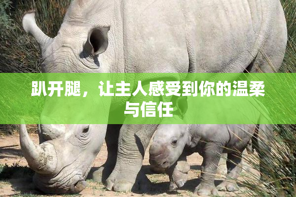 趴开腿，让主人感受到你的温柔与信任