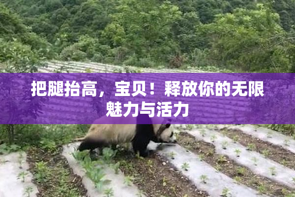 把腿抬高，宝贝！释放你的无限魅力与活力