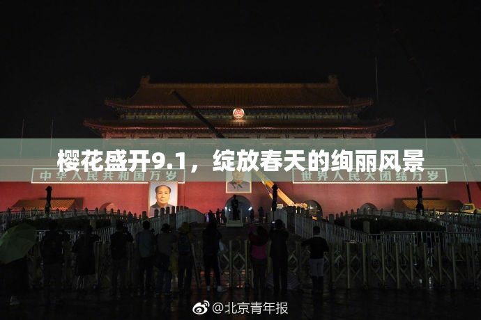 樱花盛开9.1，绽放春天的绚丽风景