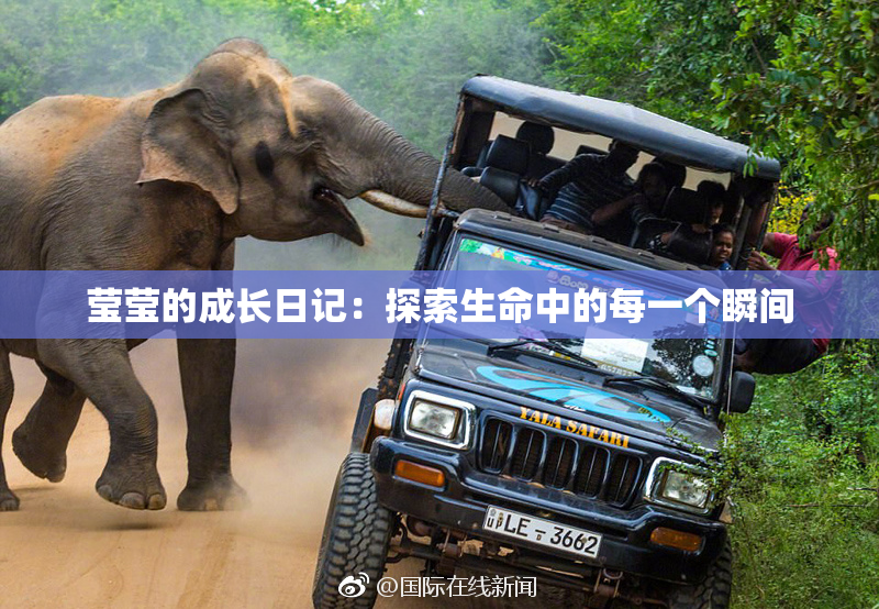 莹莹的成长日记：探索生命中的每一个瞬间
