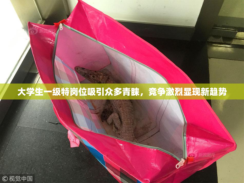 大学生一级特岗位吸引众多青睐，竞争激烈显现新趋势