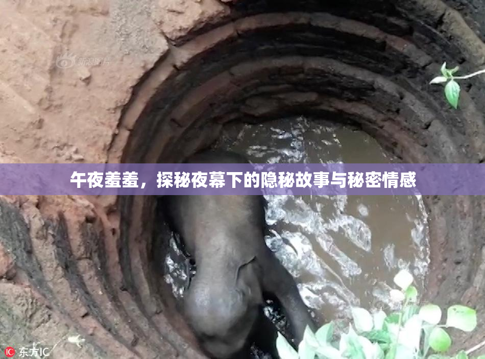 午夜羞羞，探秘夜幕下的隐秘故事与秘密情感