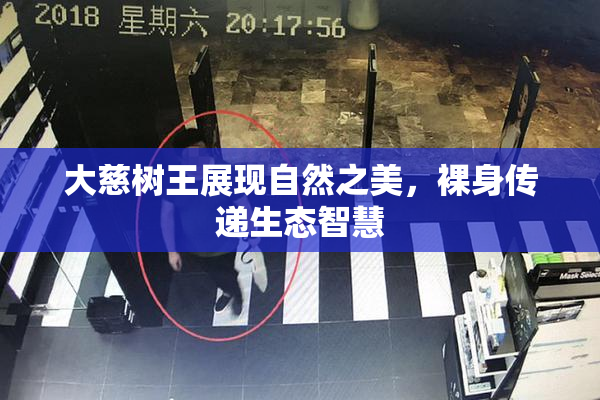 大慈树王展现自然之美，裸身传递生态智慧