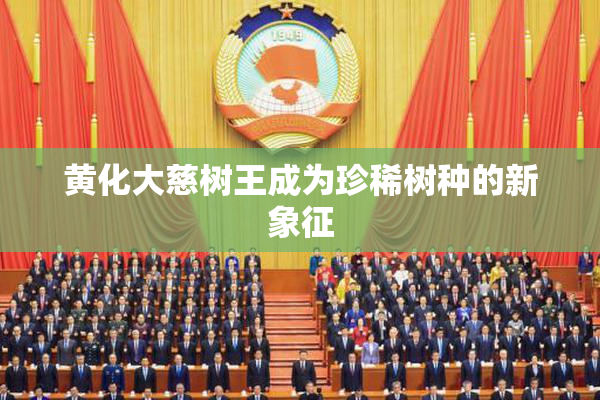 黄化大慈树王成为珍稀树种的新象征