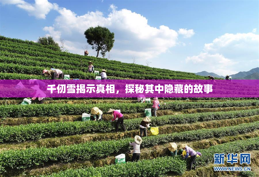 千仞雪揭示真相，探秘其中隐藏的故事