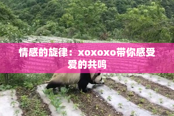 情感的旋律：xoxoxo带你感受爱的共鸣