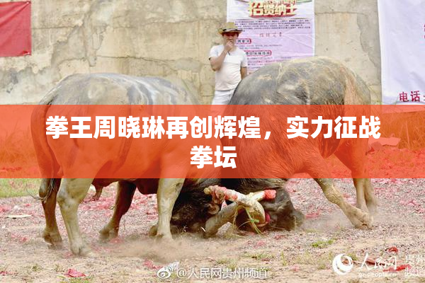 拳王周晓琳再创辉煌，实力征战拳坛