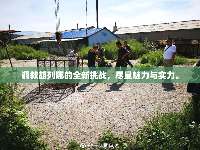 调教胡列娜的全新挑战，尽显魅力与实力。