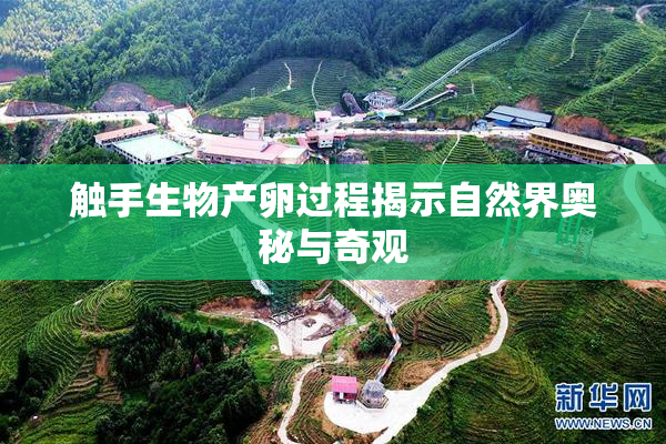 触手生物产卵过程揭示自然界奥秘与奇观