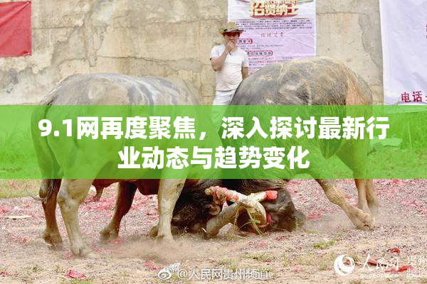 9.1网再度聚焦，深入探讨最新行业动态与趋势变化