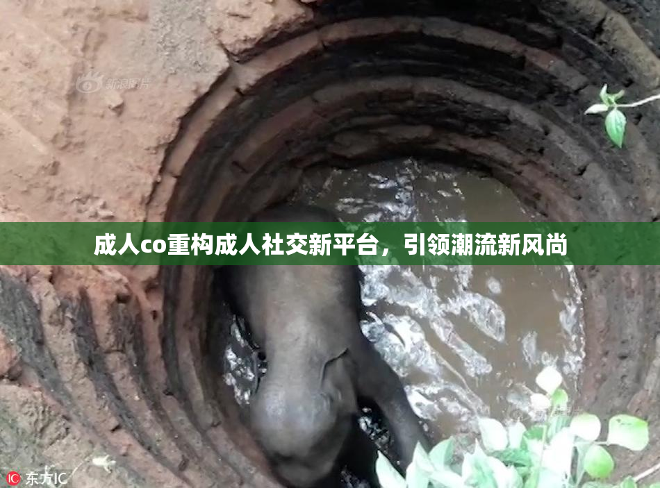 成人co重构成人社交新平台，引领潮流新风尚