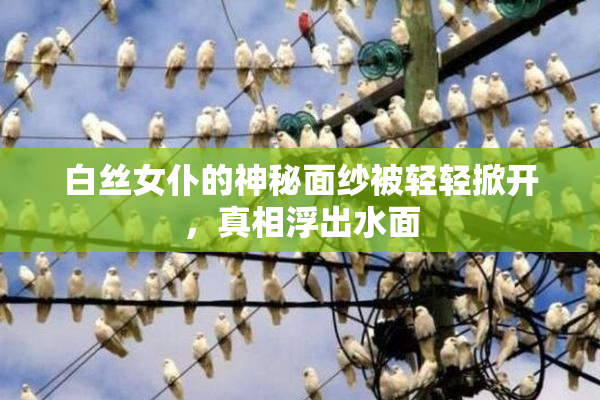 白丝女仆的神秘面纱被轻轻掀开，真相浮出水面