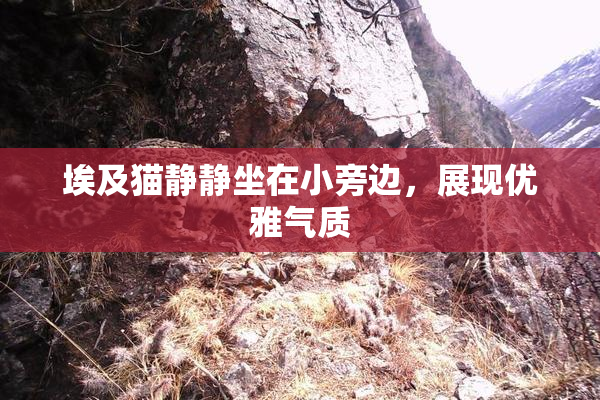 埃及猫静静坐在小旁边，展现优雅气质