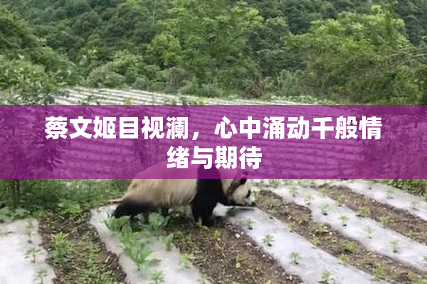 蔡文姬目视澜，心中涌动千般情绪与期待