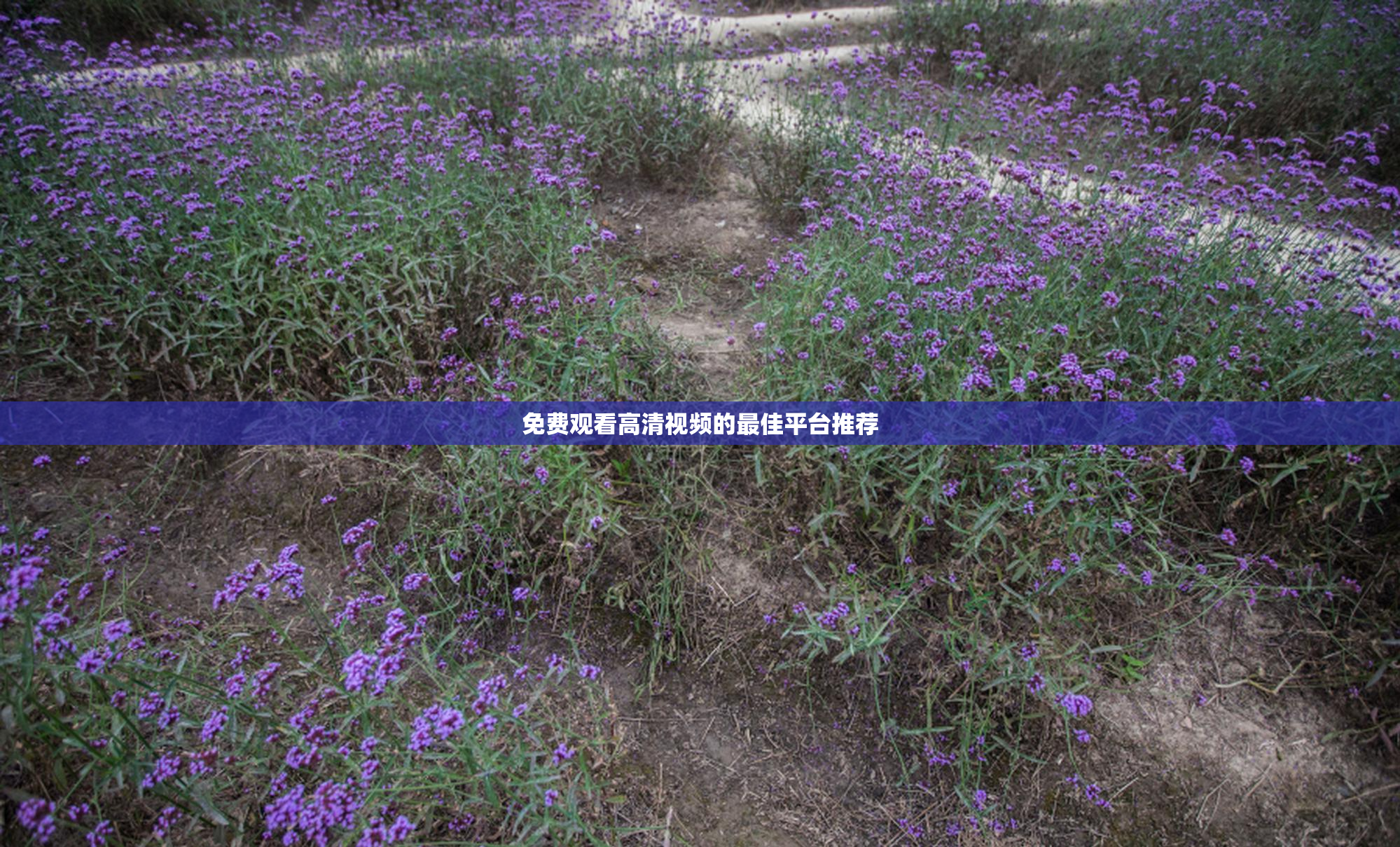 免费观看高清视频的最佳平台推荐