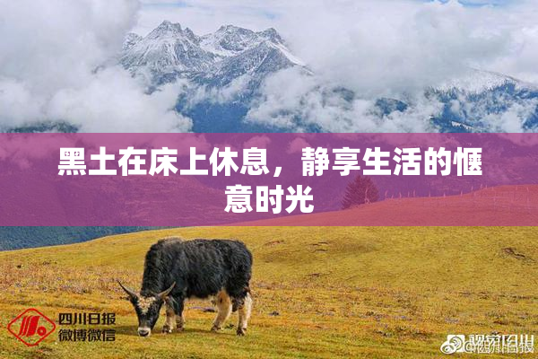 黑土在床上休息，静享生活的惬意时光
