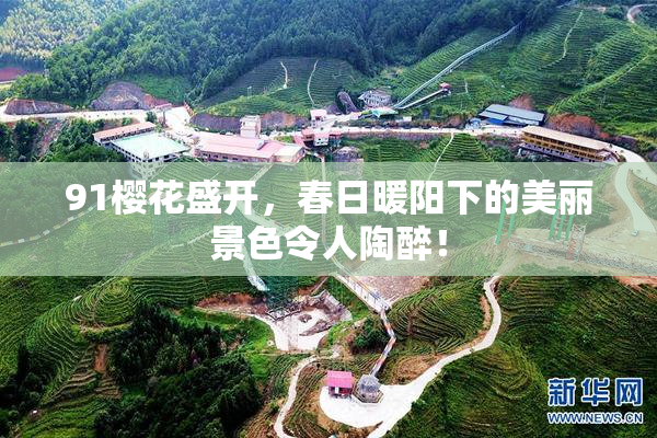 91樱花盛开，春日暖阳下的美丽景色令人陶醉！