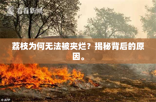荔枝为何无法被夹烂？揭秘背后的原因。