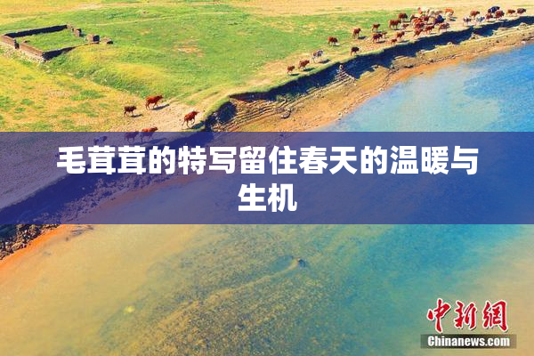 毛茸茸的特写留住春天的温暖与生机