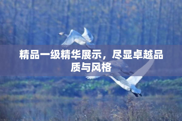 精品一级精华展示，尽显卓越品质与风格