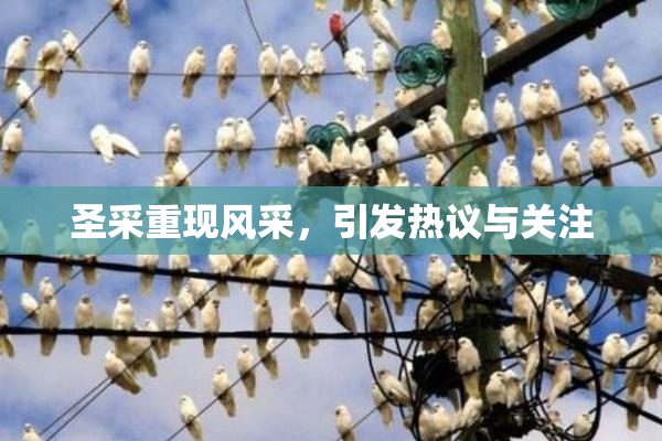 圣采重现风采，引发热议与关注