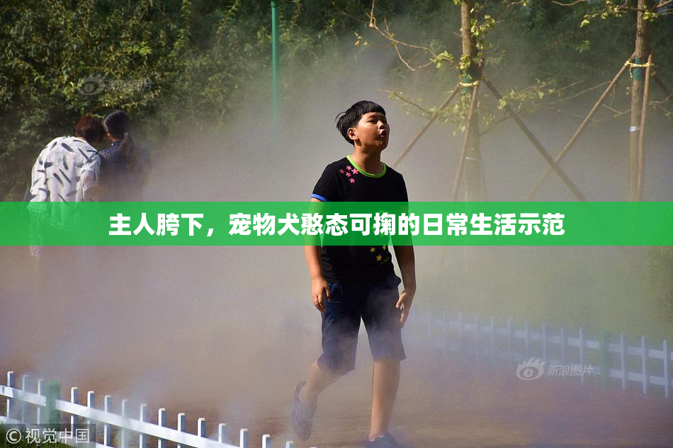 主人胯下，宠物犬憨态可掬的日常生活示范